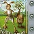 Oakhams - The Hare and the Hedgehog